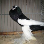 Kropftaubenparade_53