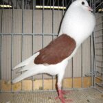 Kropftaubenparade_55