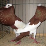 Kropftaubenparade_56