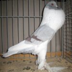 Kropftaubenparade_6