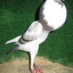Kropftaubenparade_8