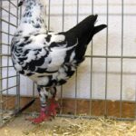 Lokalschau_53