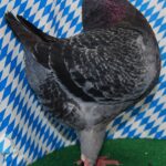 Die besten Tiere unseres Vereins