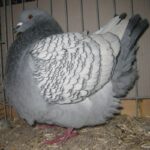 Die besten Tiere unseres Vereins