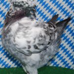 Die besten Tiere unseres Vereins