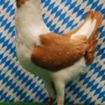Die besten Tiere unseres Vereins