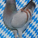 Die besten Tiere unseres Vereins