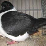 Die besten Tiere unseres Vereins