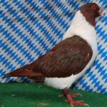 Die besten Tiere unseres Vereins