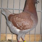 Die besten Tiere unseres Vereins