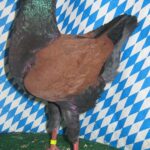 Die besten Tiere unseres Vereins