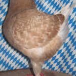 Die besten Tiere unseres Vereins
