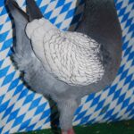 Die besten Tiere unseres Vereins