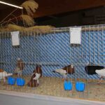 Tiere Bezirksschau