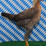 Tiere Bezirksschau