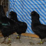 Tiere Bezirksschau