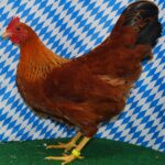 Tiere Bezirksschau