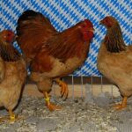 Tiere Bezirksschau
