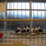 Silverster_2008_11