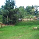 Baum_3