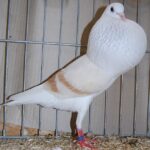 Müll_39