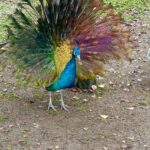 Rehm_21