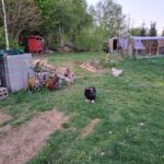 Rehm_6