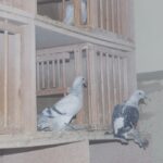 SchrM_5