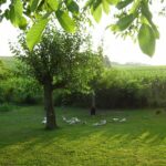 Sich_43