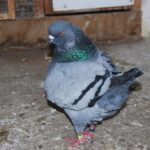Ulb_56