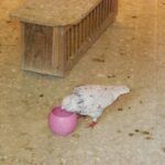 Wag_11