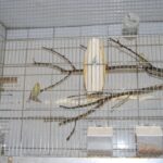 Wiede_12
