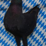 Wimb_31