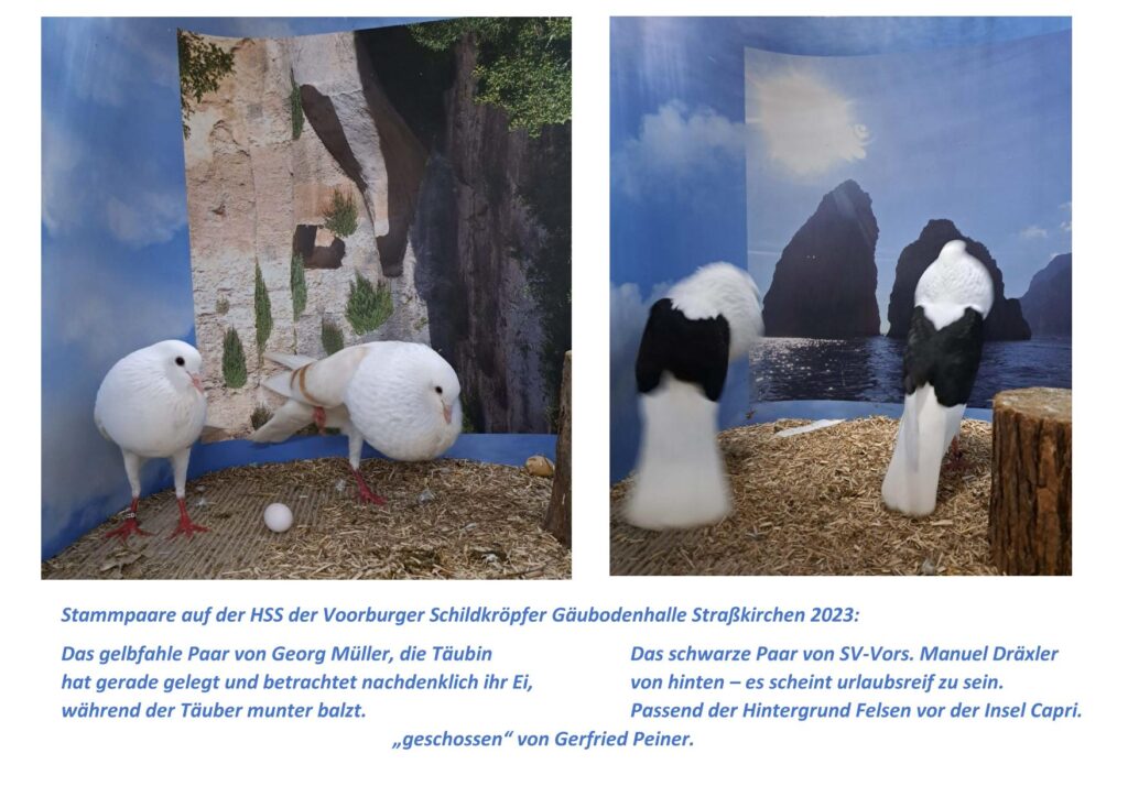 11 2023 Voorburger aktiv und passiv
