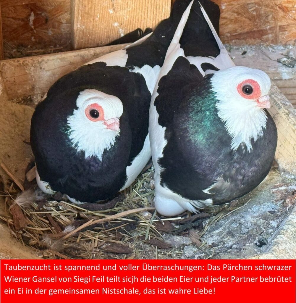 4 wahre Liebe 01