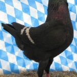 Huhntaubenparade_11