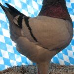 Huhntaubenparade_17