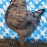 Huhntaubenparade_18
