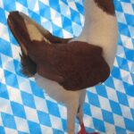 Huhntaubenparade_21