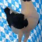 Huhntaubenparade_22