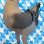 Huhntaubenparade_24