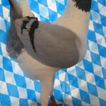 Huhntaubenparade_25