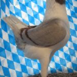 Huhntaubenparade_27