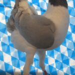 Huhntaubenparade_28