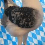 Huhntaubenparade_29