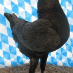 Huhntaubenparade_2