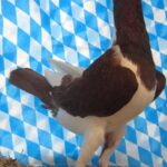 Huhntaubenparade_31