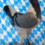 Huhntaubenparade_32