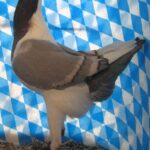 Huhntaubenparade_33
