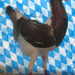 Huhntaubenparade_34